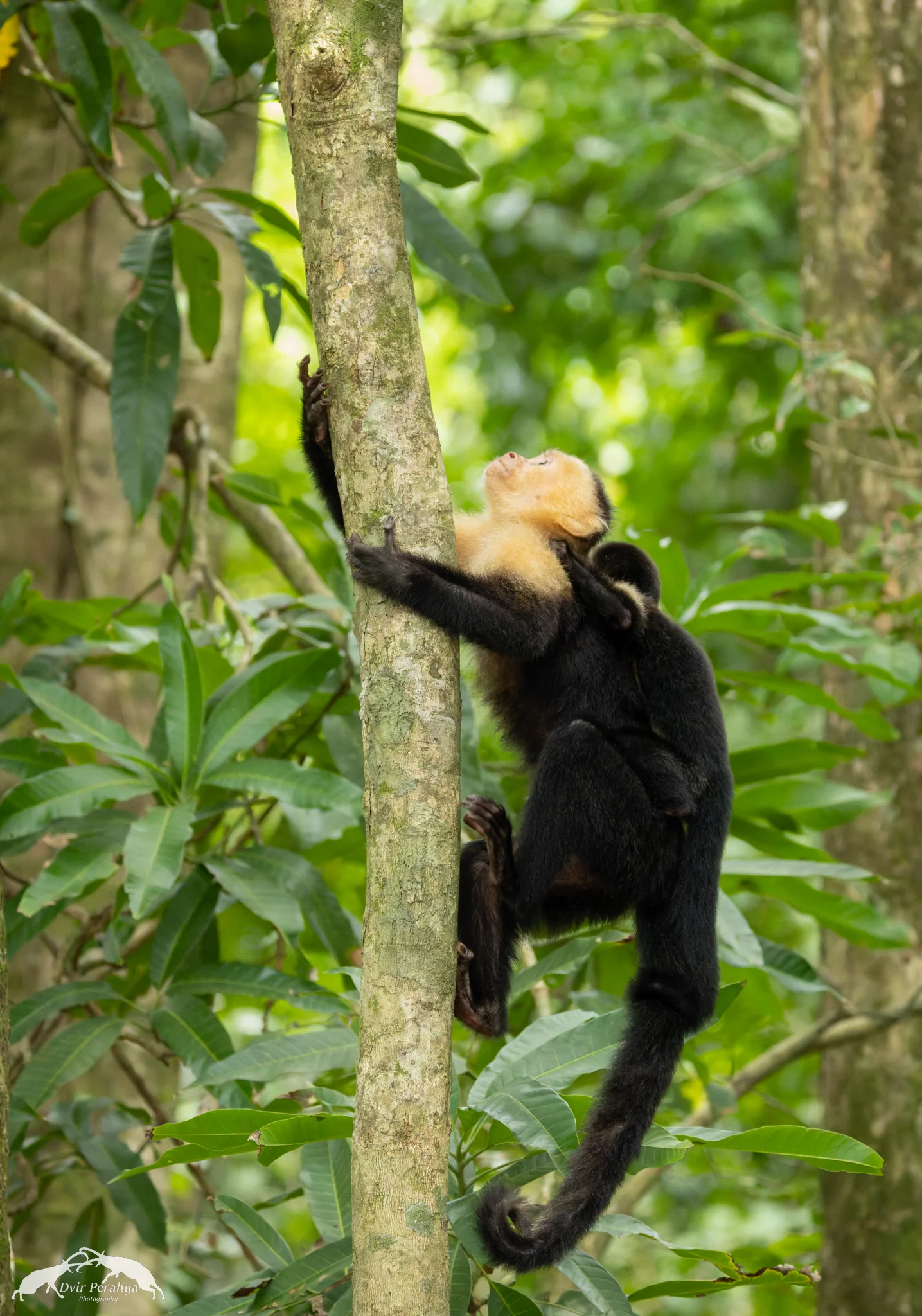 Capuchin monkey, Monteverde